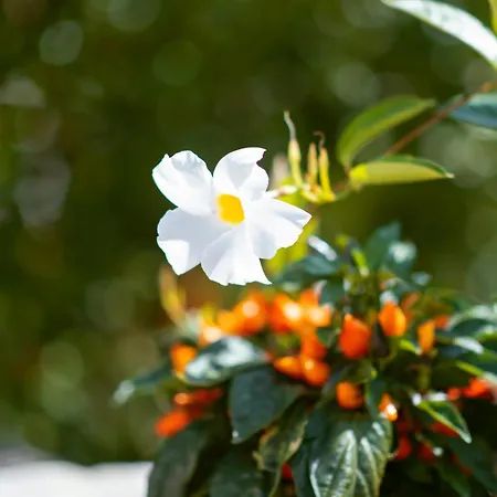 Cosimo Tatil Evi Locorotondo