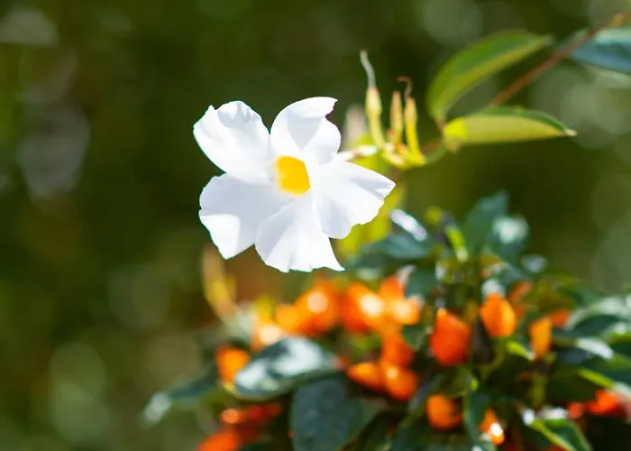 Cosimo بيت للعطل لوكوروتوندو